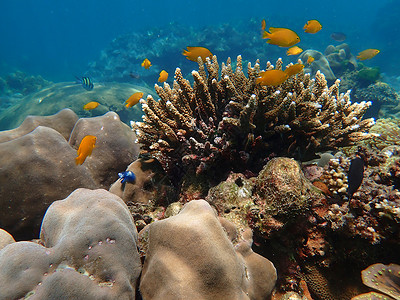 海水下的海洋生物 水下风景摄影学和海底景观摄影潜水珊瑚脊椎动物主题海底世界活动海洋海上生活游泳动物背景图片