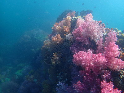 海水下的海洋生物 水下风景摄影学和海底景观摄影旅游动物生活游泳海底世界海上生活脊椎动物珊瑚主题活动背景图片