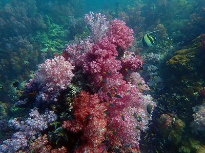 海水下的海洋生物 水下风景摄影学和海底景观摄影主题潜水脊椎动物海底世界珊瑚动物海洋生活旅游海上生活背景图片