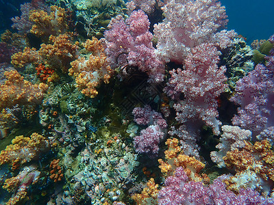 海水下的海洋生物 水下风景摄影学和海底景观摄影潜水海洋珊瑚游泳旅游动物海底世界活动脊椎动物生活背景图片