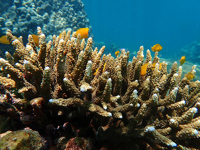 海水下的海洋生物 水下风景摄影学和海底景观摄影潜水生活活动主题动物珊瑚海洋海底世界游泳脊椎动物背景图片