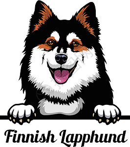 芬兰堡芬兰Lapphund头领 - 狗品种 在白色背景下被孤立的狗头的彩色图像插画