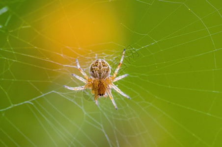 蜘蛛花a 小蜘蛛昆虫在草原上的植物上飞行荒野女士翅膀动物花园甲虫生物学季节眼睛背景
