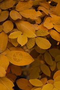 黄色叶子的黑暗和沉暗的图像 深色音相片树叶照片情绪背景图片