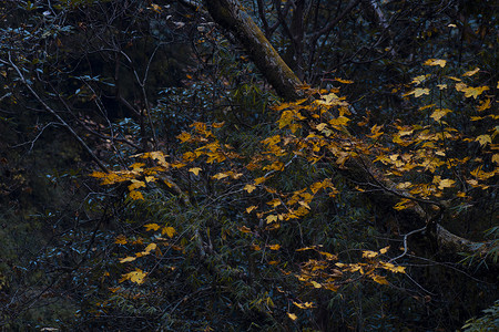 树枝上的橙色秋叶 秋季的森林背景图片