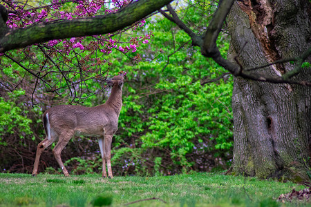 食草小鹿摄影一只年轻的鹿爬上鲜花和树叶的青鹿空地感情草地眼睛动物园动物群食草婴儿后代动物学背景