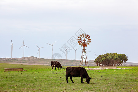 旧风和新风装置的边上动物经济草地栖息地水电涡轮机活力刀片牛奶挤奶工背景图片