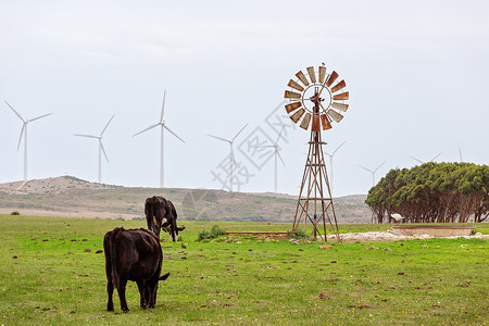旧风和新风装置的边上生物挤奶工环境地平线水电力量栖息地树木牛奶农业背景图片