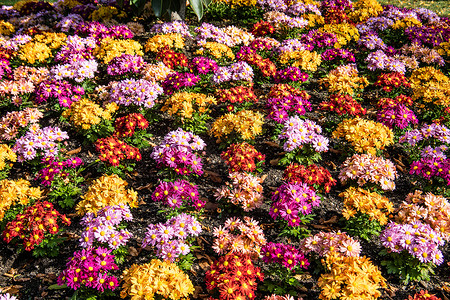 在花床上排成一排的多彩多彩的夏季花朵树叶多样性花园植物背景图片