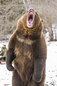 雪熊北美忍者熊野生动物国家鼻子哺乳动物捕食者食肉正方形森林力量牙齿背景