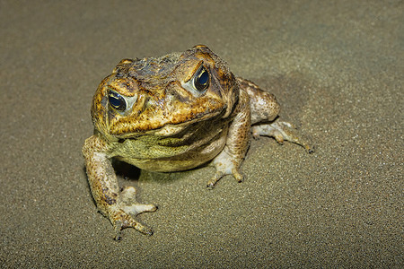 Cane Toad 巨型新热带国家公园 哥斯达黎加高清图片