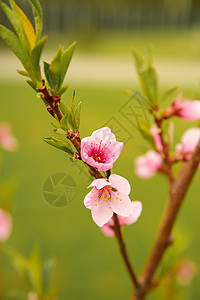 从樱花芽开花四月的春天 桃花开花背景