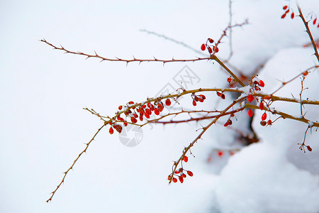 在冬季公园的绿莓树枝 红莓在白色背景上高清图片