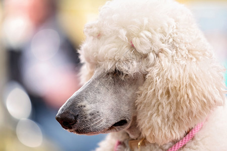 细致养白在乡村狗展示标准白面条宠物冠军优胜者比赛养尊公园动物头发鼻子贵宾背景