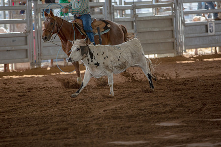 骑在奶牛背上在A Rodeo 上翻滚行动牛仔牧马人驾驶搏斗牛角国家夫妻皮革绳索背景