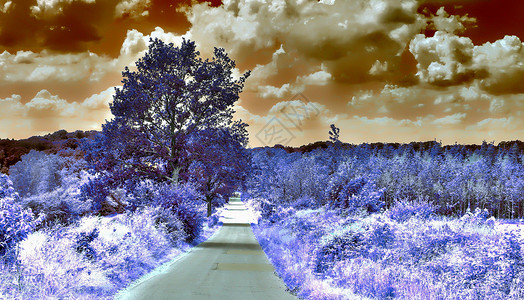 高分辨率的美丽的紫红外线风景天空森林树木花园公园街道太阳旅行季节叶子雪高清图片素材