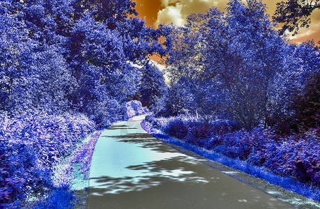 高分辨率的美丽的紫红外线风景森林农村蓝色街道公园叶子植物季节树木日落绽放高清图片素材