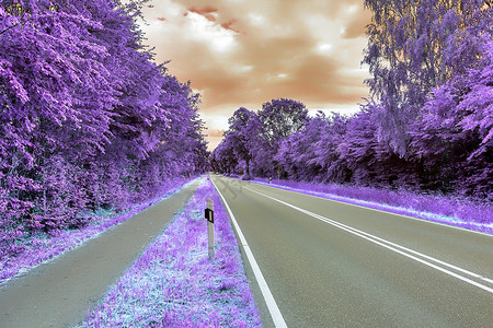 高分辨率的美丽的紫红外线风景日落叶子蓝色花园树木季节公园太阳森林农村宁静高清图片素材