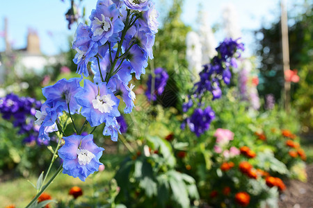 浅蓝色二对彩色花花花园背景图片