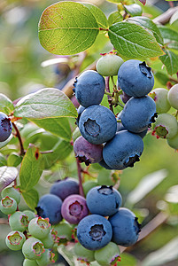 高丛蓝莓草丛上的蓝莓集群 垂直框背景