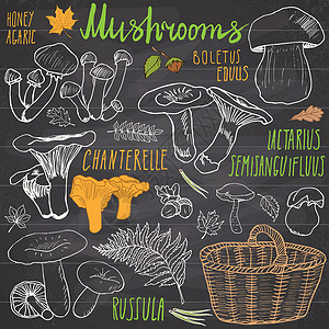 无油美食手工绘画的蘑菇 各种食用和不食用蘑菇类型 白背景上的矢量图标 请查看烹饪森林饮食美食季节草图收藏涂鸦篮子黑板设计图片