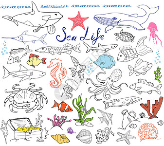 鱼素描大海洋生物动物手绘素描集 鱼 鲨鱼 章鱼 星 螃蟹 鲸鱼 乌龟 海马 贝壳和字母的涂鸦 隔离卡通片绘画海鲜插图艺术胸部海洋生活收设计图片