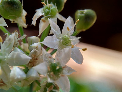 细柱五加草本植物蔬菜高清图片