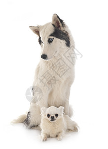 亚库提安莱卡和吉瓦华眼睛双色蓝色动物黑色白色宠物工作室小狗背景图片