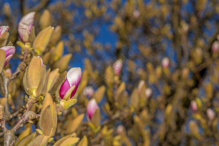 在开花前不久的马格兰花芽季节植物冬眠植物学玉兰植物群天空花园生长粉色背景图片