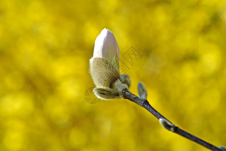 在开花前不久的马格兰花芽天空玉兰生长植物群花园植物冬眠季节性粉色季节背景图片