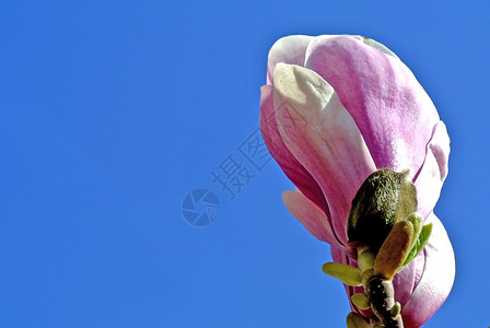 在开花前不久的马格兰花芽植物群玉兰花园季节性植物天空冬眠季节植物学生长背景图片