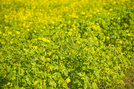 芥芥酱字段牧歌农业黄色国家绿色肥料香料风景背景图片