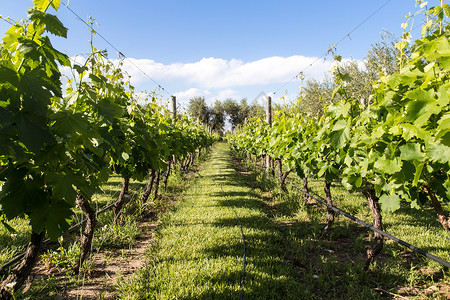 阿根廷酒庄阿根廷门多萨的美丽葡萄园晴天场地地区农业农场农村山峰水果收成风景背景
