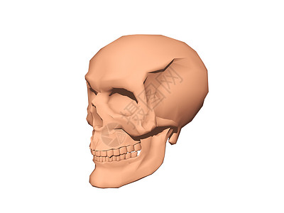 头骨 骨头和下巴下颚牙齿眼窝颧骨棕色骷髅背景图片