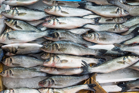 供出售的新鲜鱼鲭鱼高清图片素材