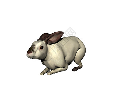 用软耳朵购物和跳起兔子的双耳草地毛皮棕色食草动物尾巴野兔背景图片
