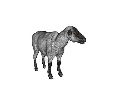 牧草中的羊群动物羊奶羊毛白色宠物背景图片