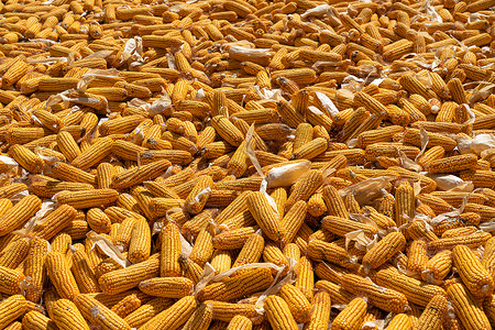 玉米碴子许多玉米堆在一起 收割现场背景