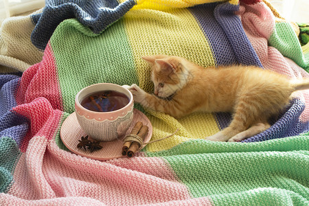 喝小猫崽秋天的红猫躺在五颜六色的格子上 上面放着一个杯子 今天是你的一天背景