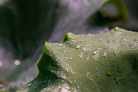 接天莲叶莲叶上的水滴微距想像力叶子环境生长环境保护晴天植物环境问题主题背景