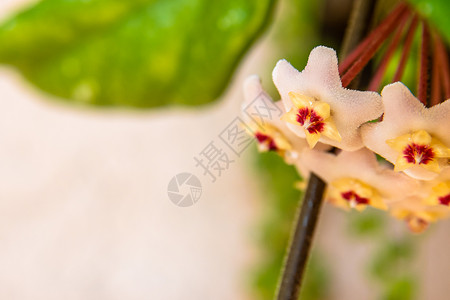 或 Waxplant 花的宏观瓷花星星萝卜花瓣天鹅绒叶子植物小花花园肉桂背景图片