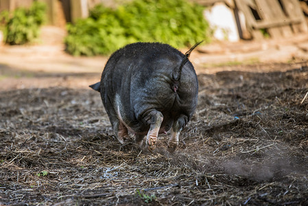 院子里有越南的猪肉宠物农业母猪牧场动物黑色乡村鼻子公猪草地哺乳动物高清图片素材