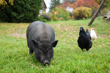 村里院子里的越南黑猪真有趣公猪耳朵农业动物母猪畜牧业熏肉眼睛宠物猪肉背景图片