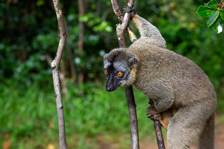 马约特岛一只狐猴监视树枝的访客摄影动物竹子森林异质性热带丛林环境手指鼻子背景