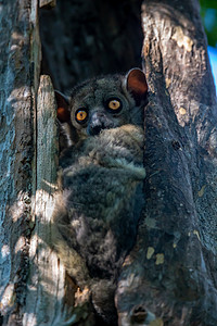 小狐猴野生动物动物群高清图片