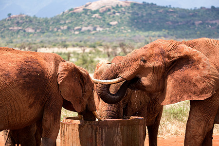 厚皮类动物大象类动物从一个储水池中喝水背景