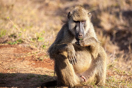 猴子坐着 肯尼亚的草原荒野高清图片素材