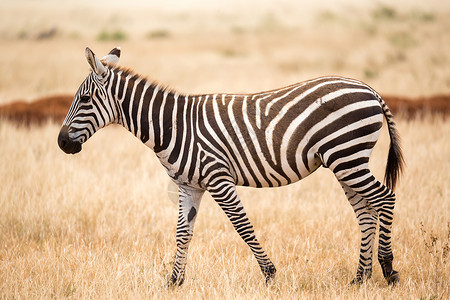 斑马站在草原上或走过草地大草原条纹野生动物动物游戏旅行白色食草马属哺乳动物背景图片