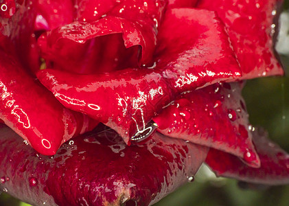 红玫瑰降雨宏周年植物群飞沫叶子纪念日宏观礼物光束感情图层背景图片