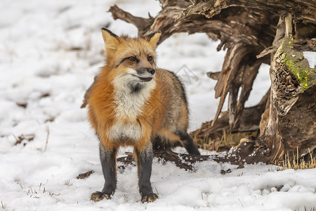 红狐狸大猫猫科动物濒危荒野胡须眼睛野猫猎人哺乳动物野生动物跟踪高清图片素材